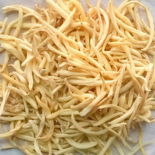 Safed Musli Herb